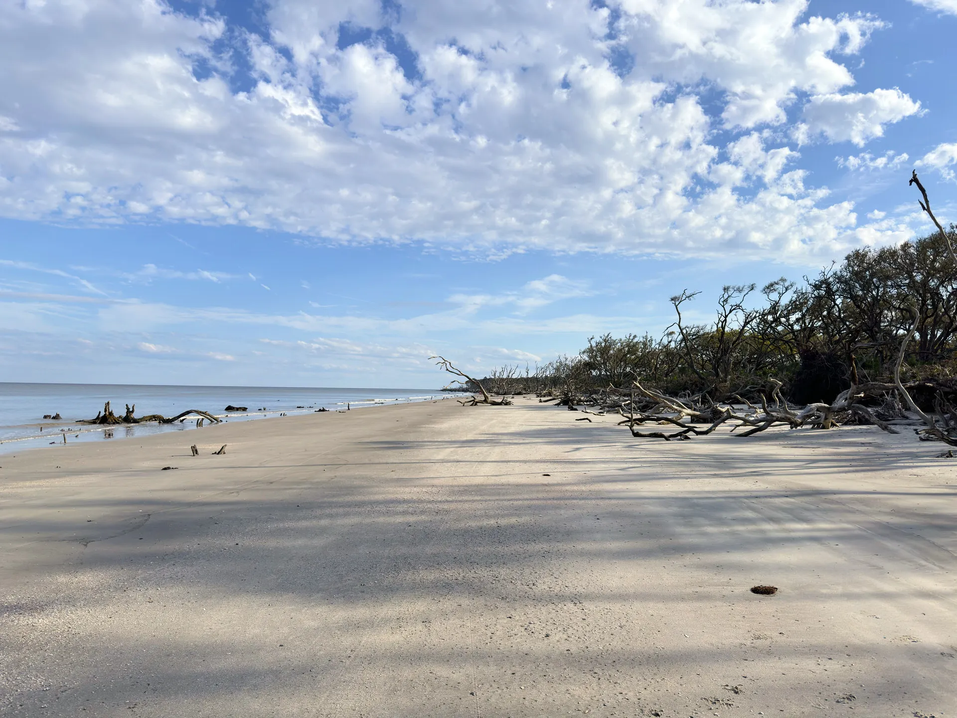 A vast, tranquil beach scene with smooth sands in the foreground leading to a horizon of serene ocean waters. The sky is a tapestry of fluffy white clouds scattered across the blue, casting soft shadows on the sand below. To the right, a grove of weathered, bare trees and driftwood adds a rugged contrast to the otherwise serene landscape.