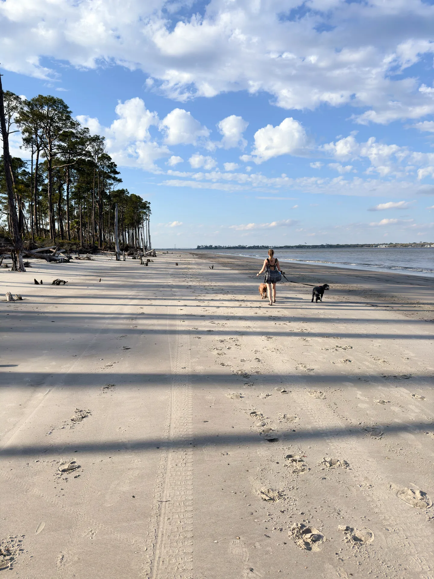 Holly walks with Remi and Otto on Jekyll Island. On the beach their shadows stretching out before them. They're framed by a line of tall, slender pine trees on the left and the expanse of the shoreline extending into the distance, with the late afternoon sun casting a warm glow over the serene landscape.