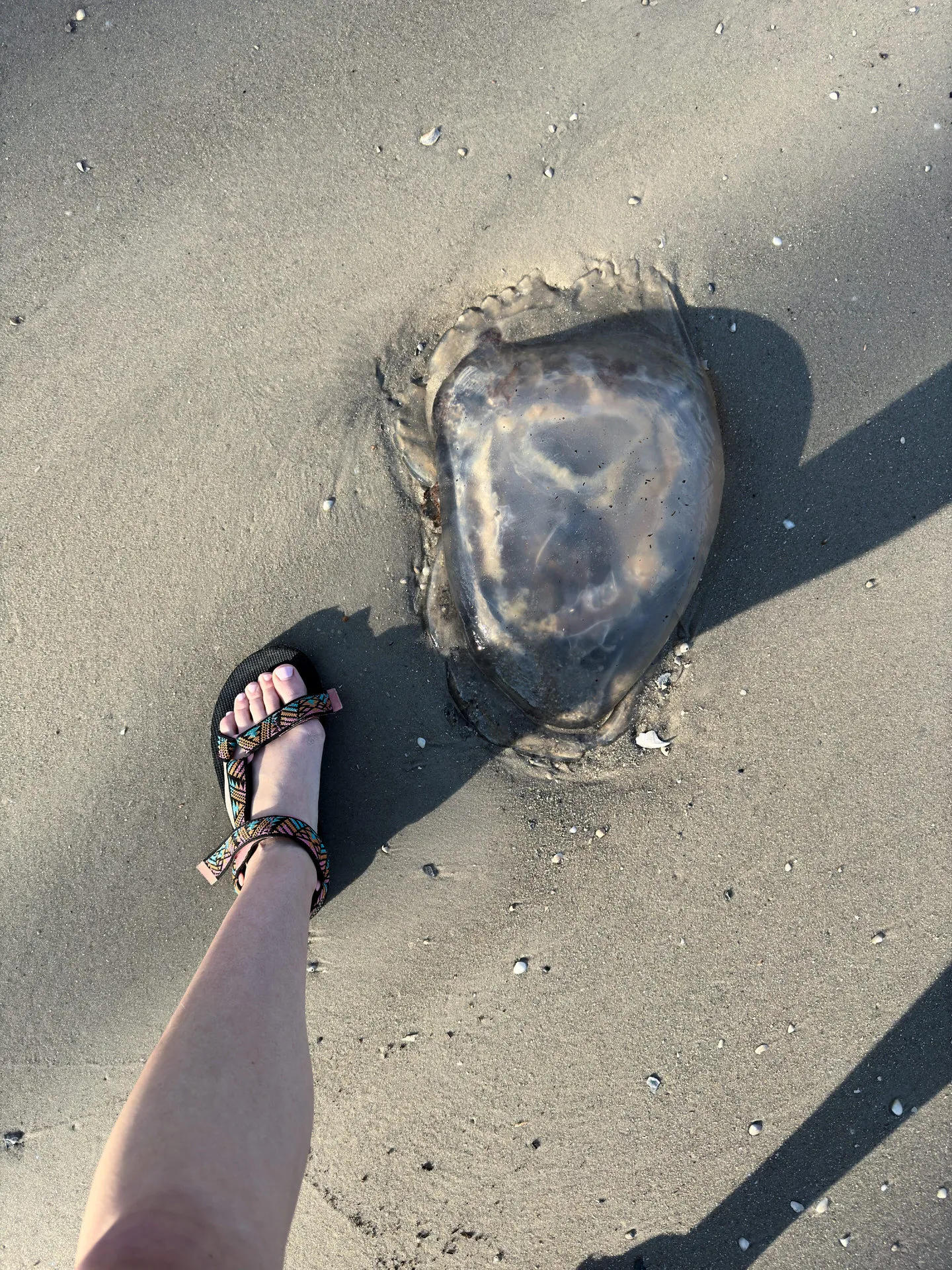 A person's leg entering the frame from the top right corner, wearing a colorful strapped sandal, stands next to a large, washed-up jellyfish on a sandy beach. The jellyfish is centered in the image, casting a shadow to the right, with small shells and pebbles scattered around on the sand.