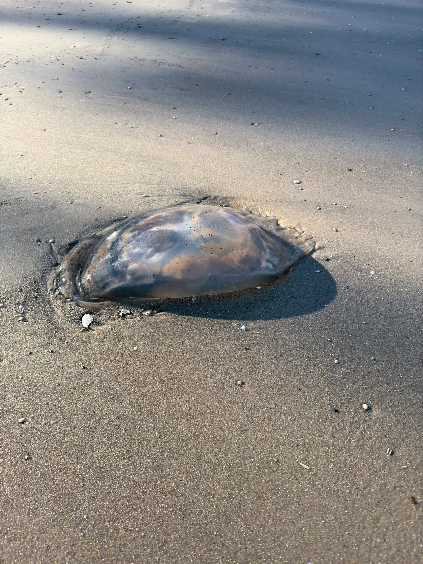A translucent jellyfish washed ashore on the sandy beach, with its dome-shaped bell partially buried in the sand, reflecting the sunlight. Small shells and pebbles are scattered around the jellyfish, accentuating its gelatinous texture against the smooth beach.