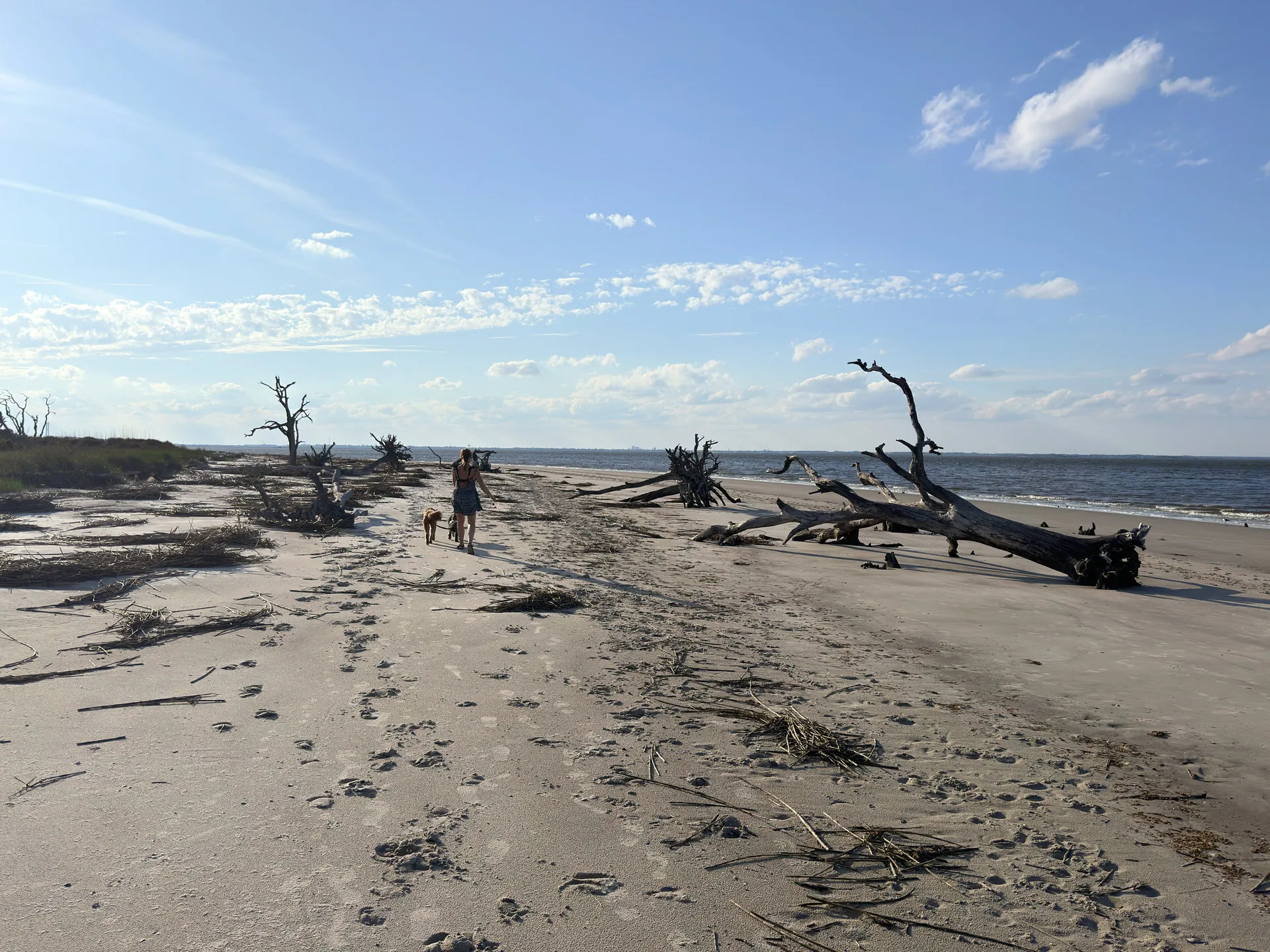 Holly, Remi and Otto walking on a beach strewn with driftwood and skeletal trees. Their footsteps leave a trail in the sand, leading towards the calm sea under a vast sky with a few wispy clouds.