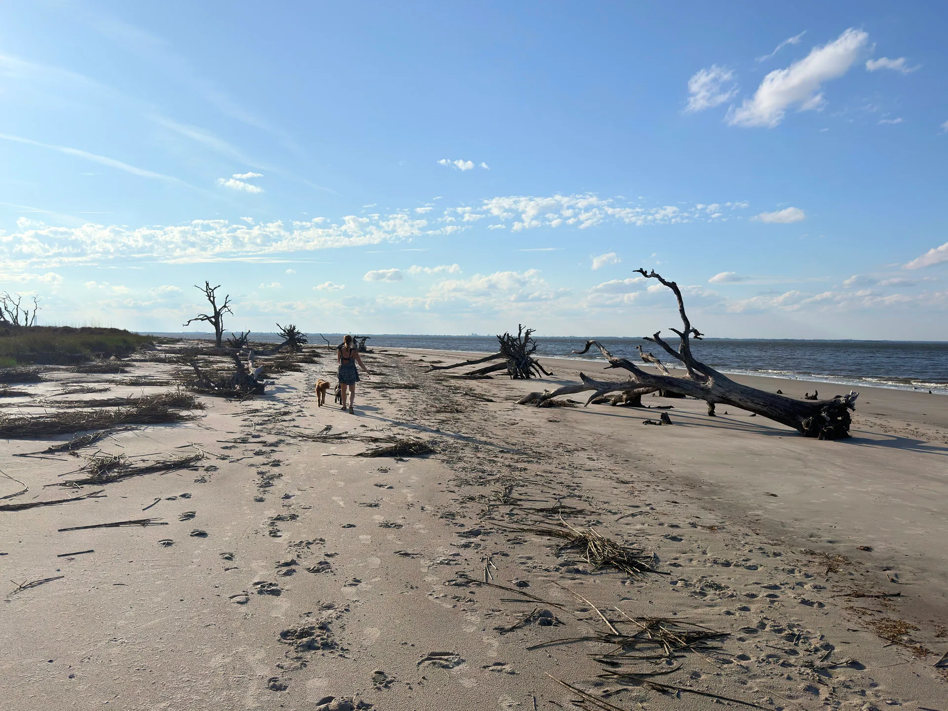 Holly, Remi and Otto walking on a beach strewn with driftwood and skeletal trees. Their footsteps leave a trail in the sand, leading towards the calm sea under a vast sky with a few wispy clouds.