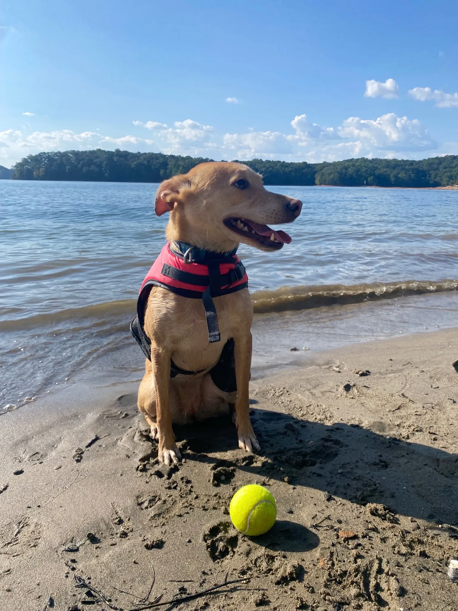 Luna sits. A tennis ball is in front of her.