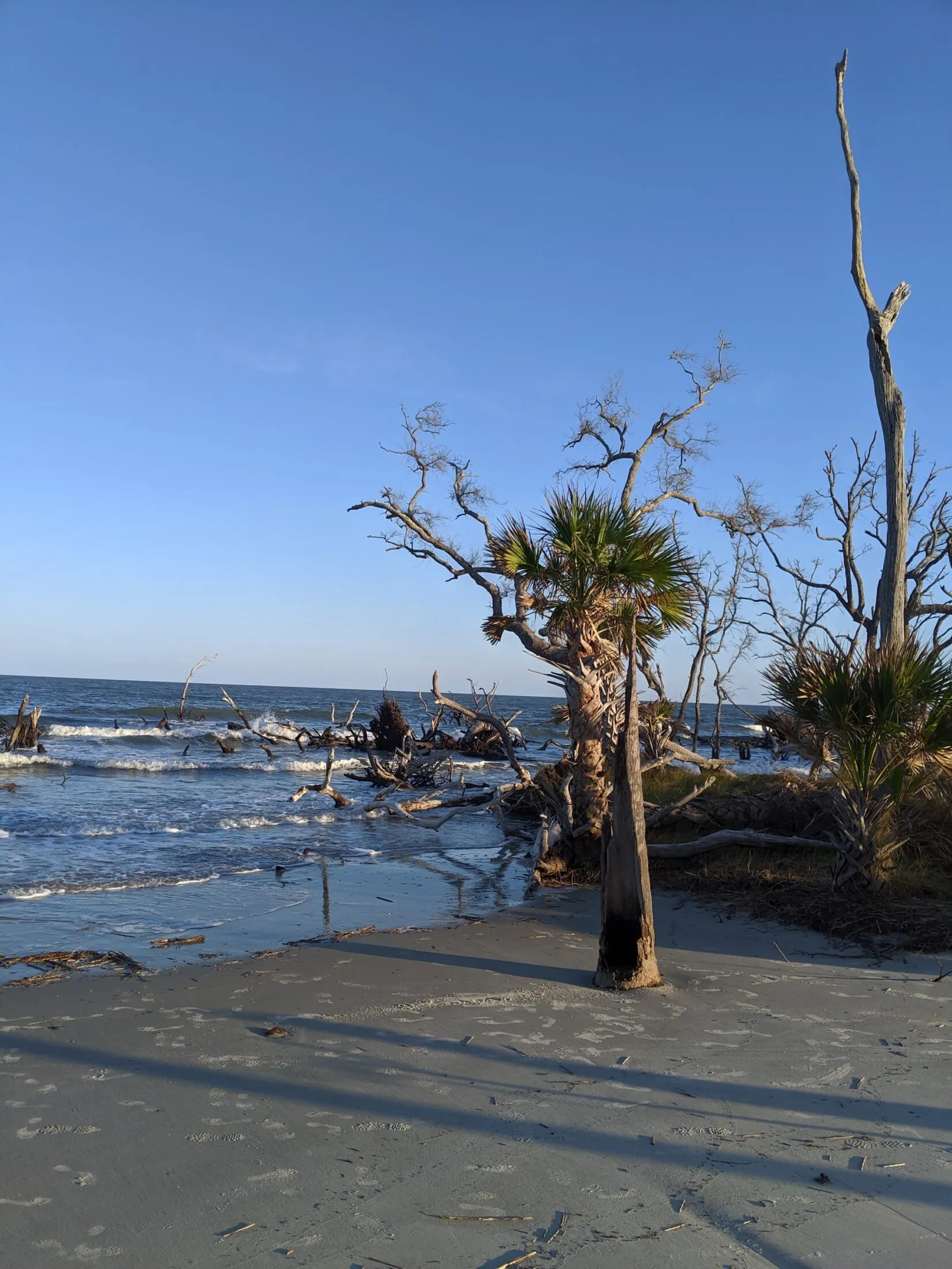 Driftwood beaches of Hunting Island.