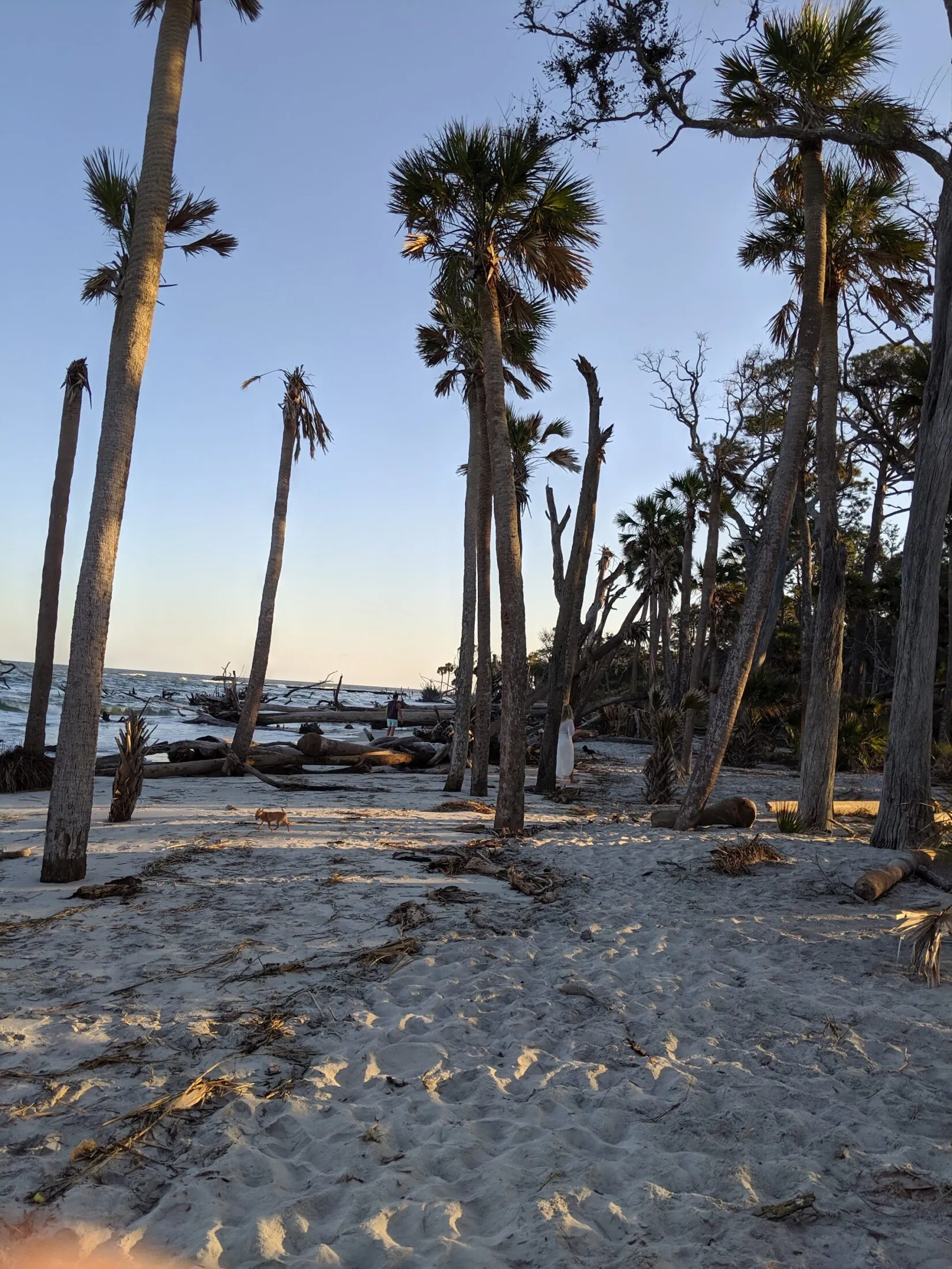 Lauren and Reese walking through the tree-covered beaches on Hunting Island.