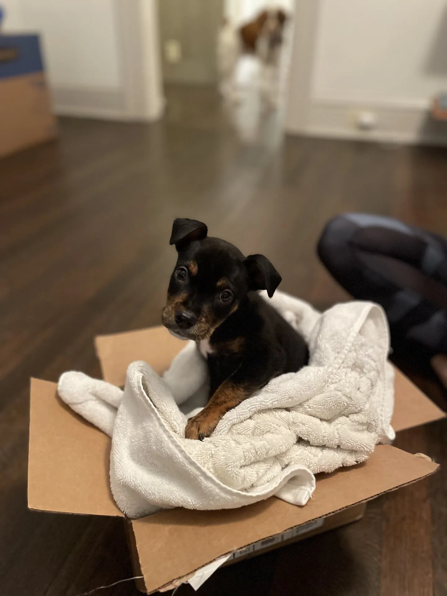 Mangia, cozy in a box filled with towels.