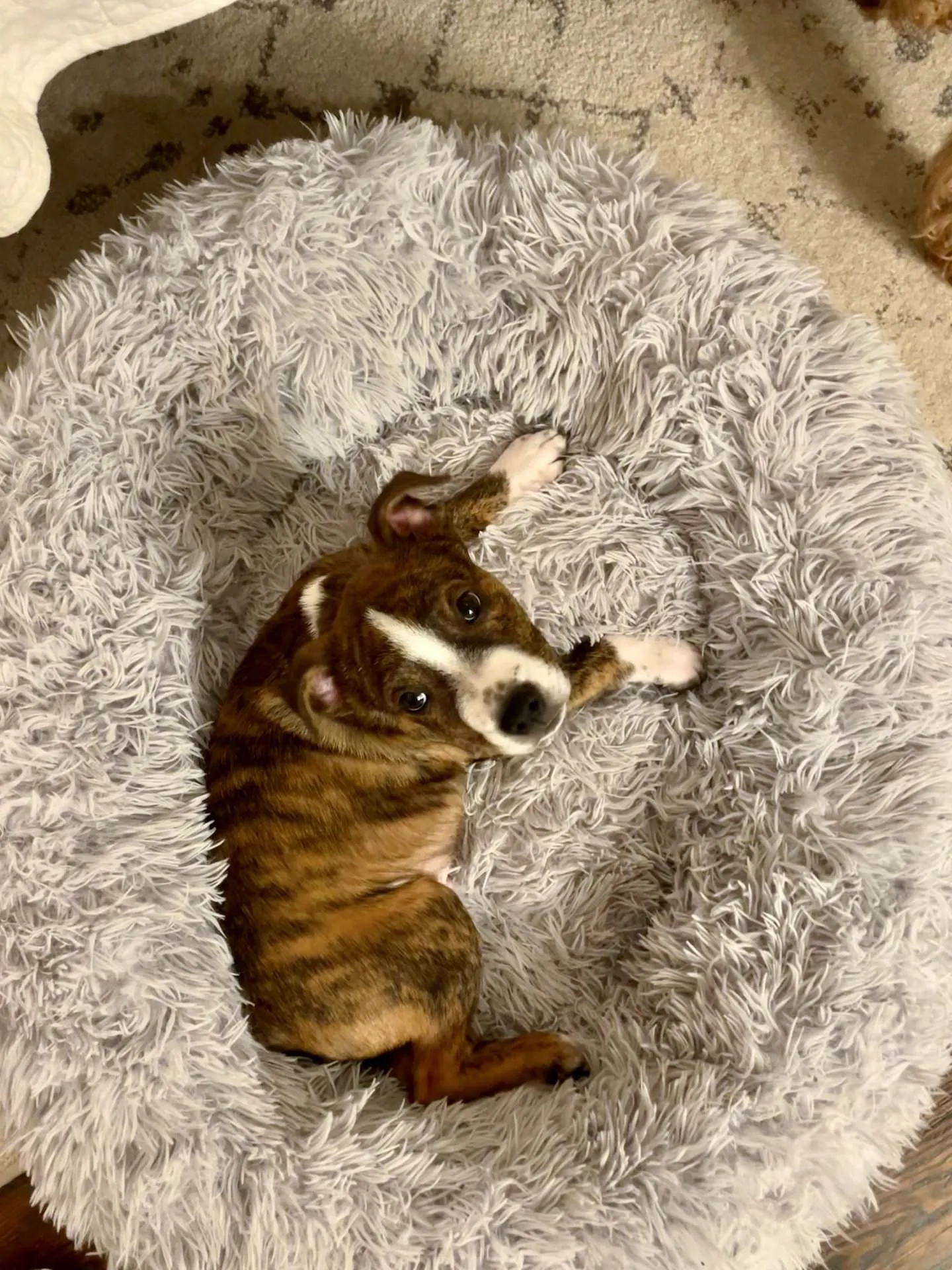 Munchie stares up. A tiny puppy in Remi's large, gray, fluffy dog bed.