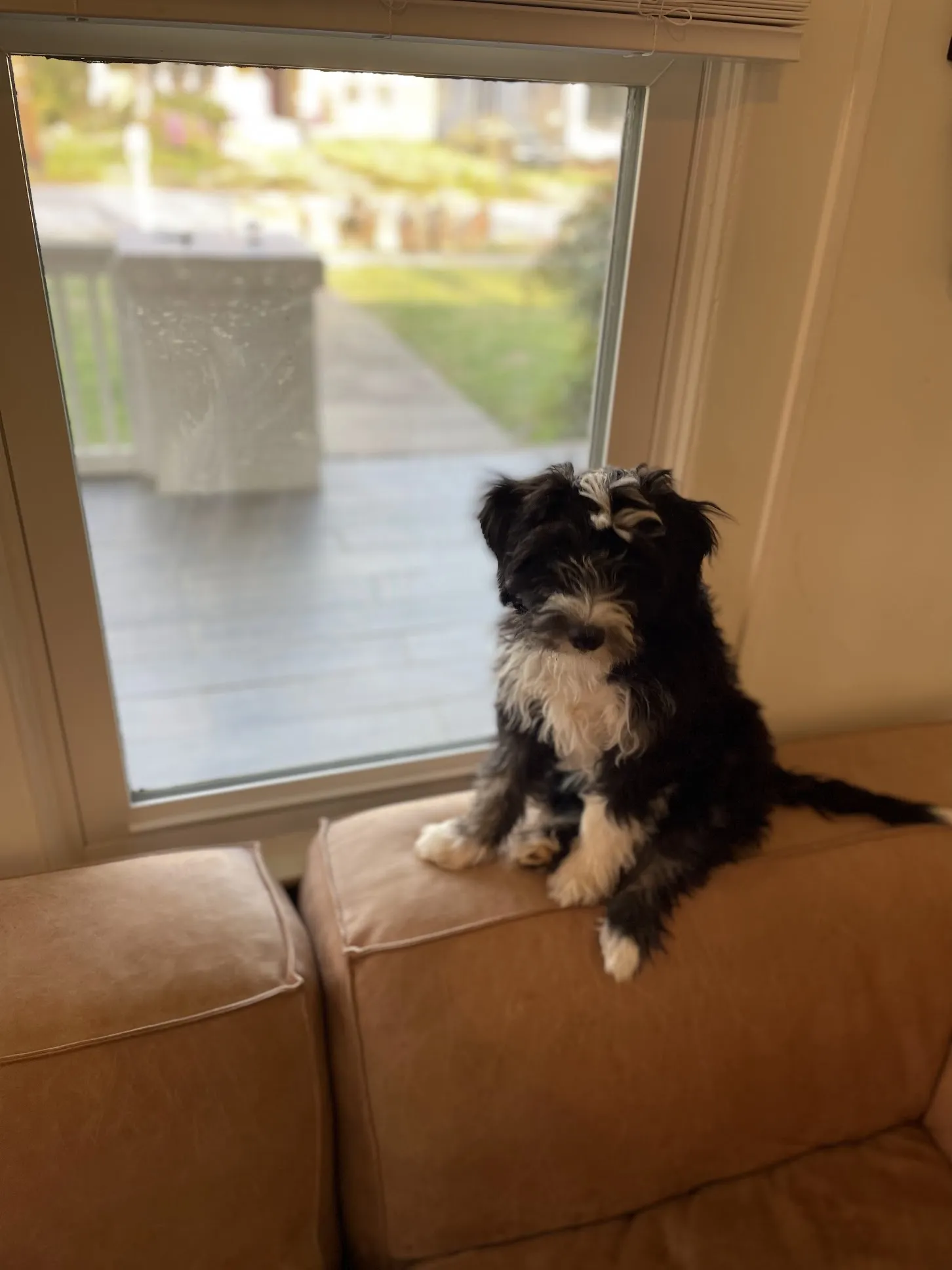 Otto sitting as a few-week old puppy.