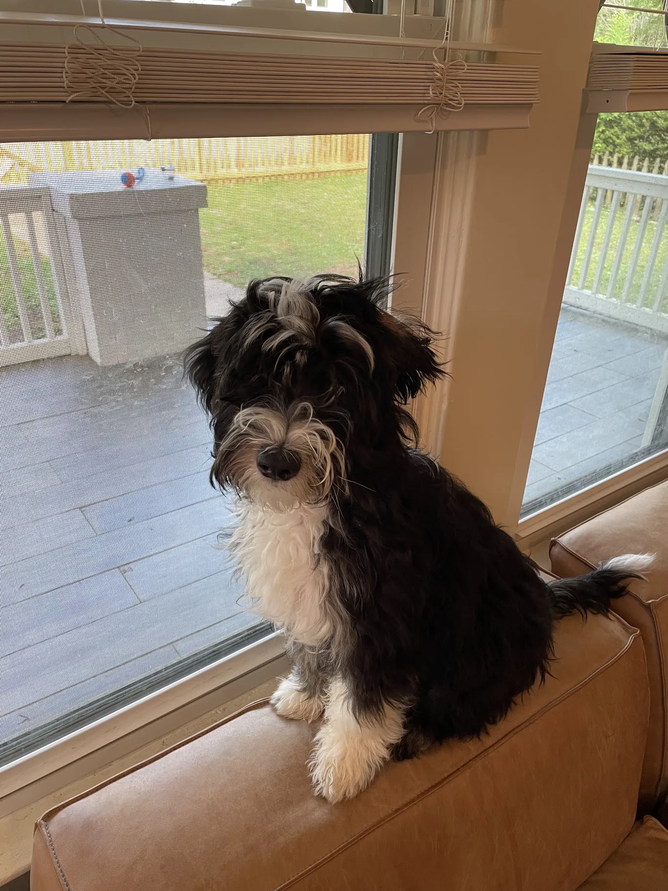 Otto sitting as a few-month-old puppy.
