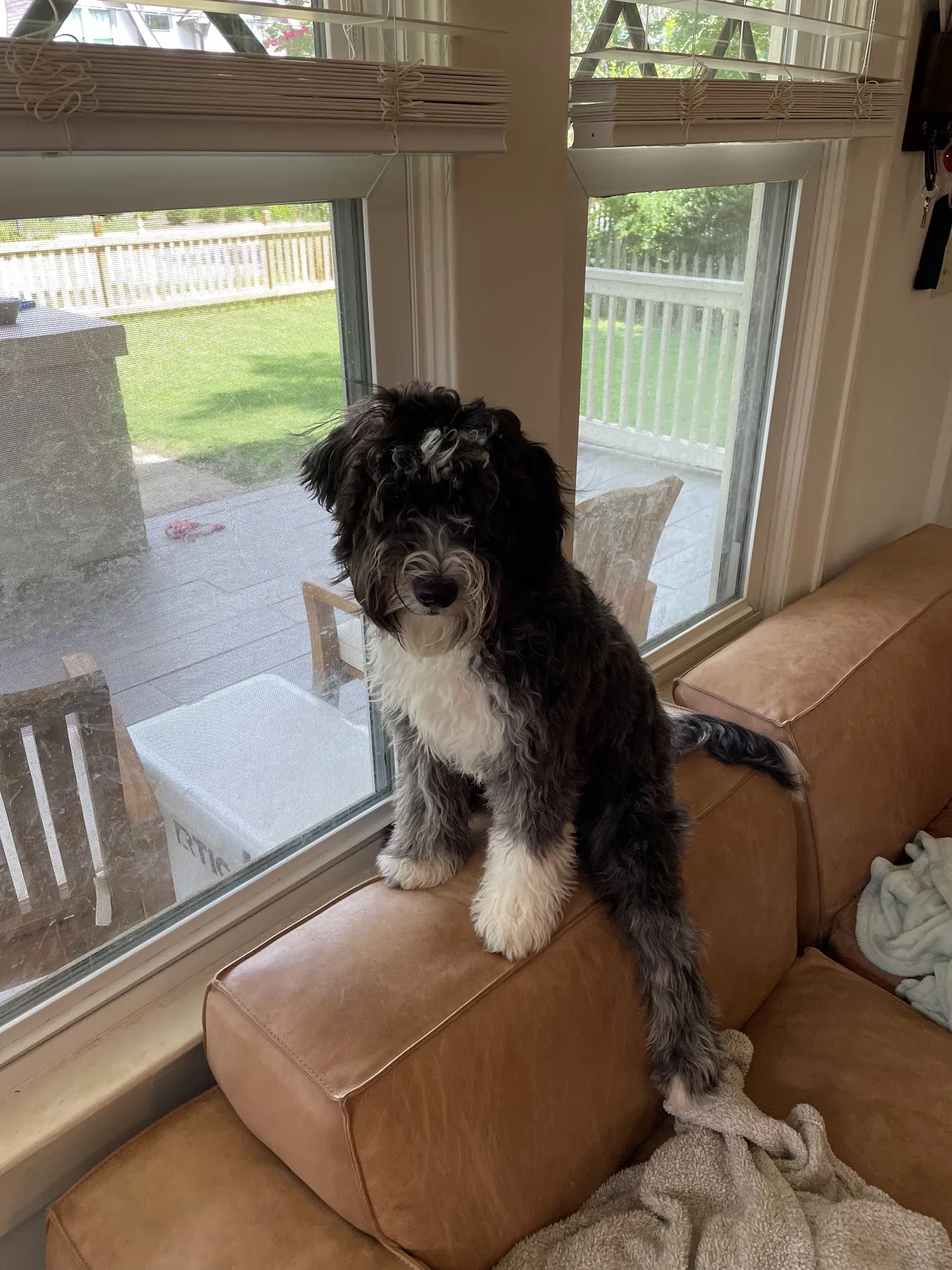 Otto sitting as a 9-month-old puppy.