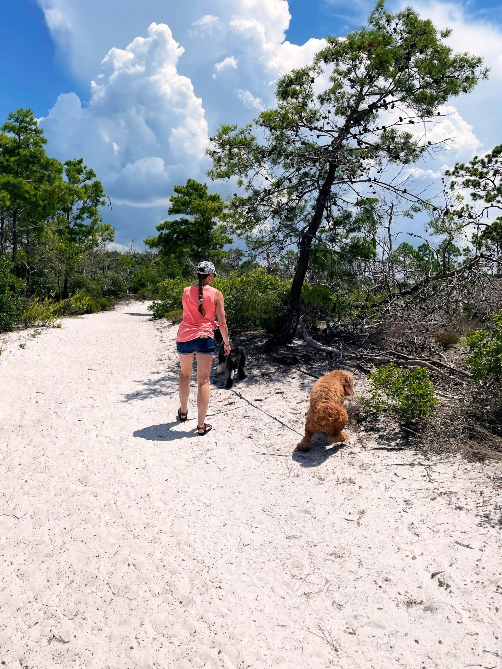Holly walks the dogs along a sandy tree-lined trail.