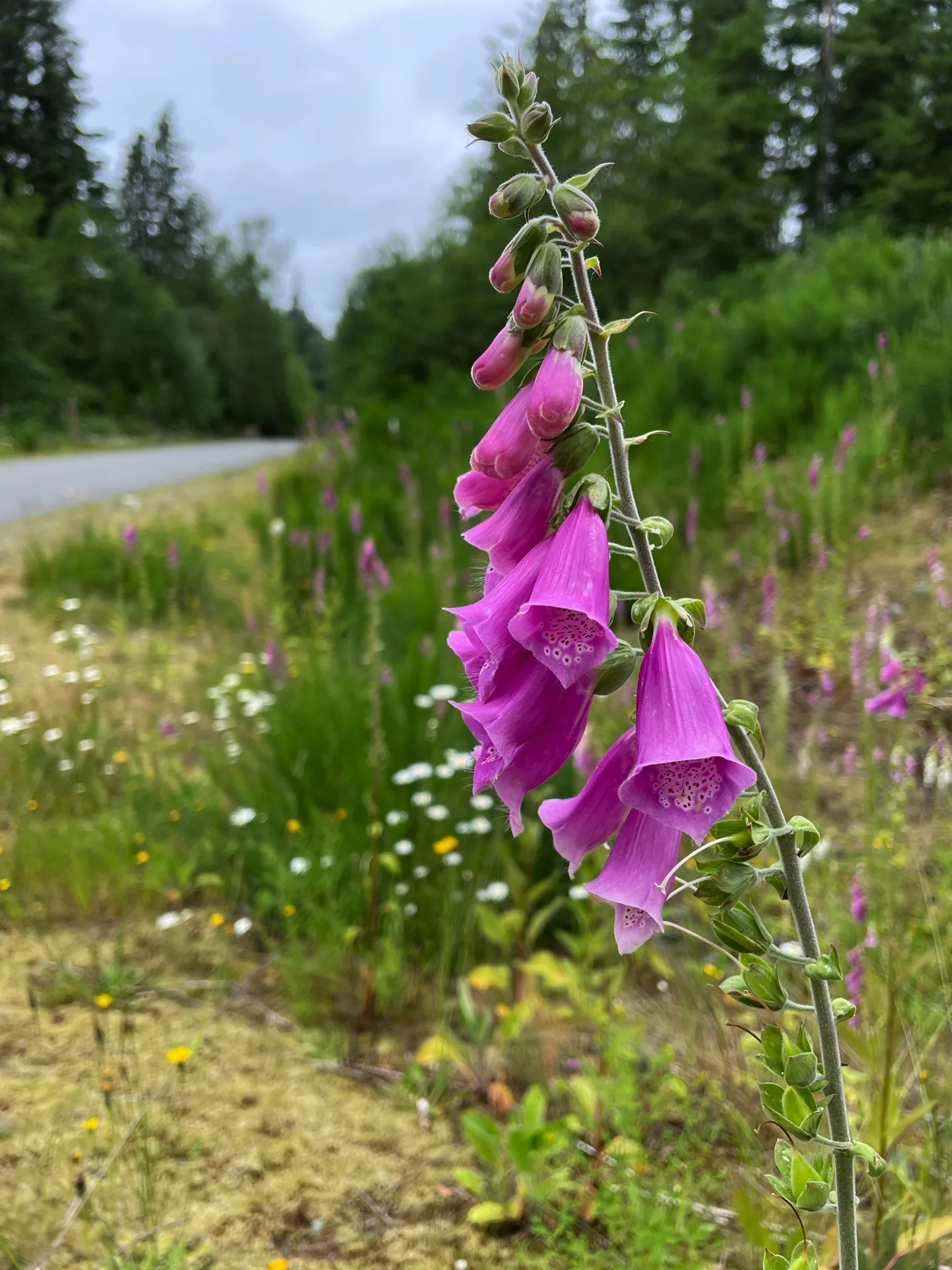 A vibrant pink foxglove stands in sharp focus, with its bell-shaped purple flowers descending along the stem, speckled with patterns inside. The foreground is a soft blur of wildflowers and grass, creating a natural tapestry of greens, yellows, and pinks under a cloudy sky. In the softened background, a quiet country road gently curves, bordered by the dense greenery of a Pacific Northwest forest.
