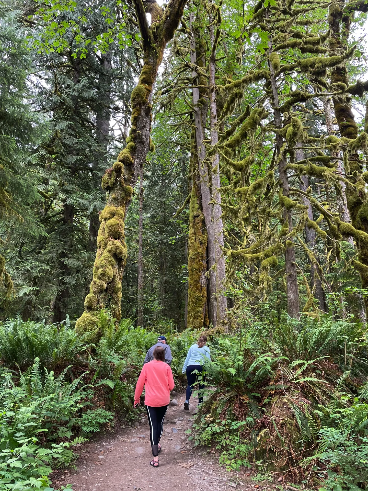 Hiking along a narrow trail in the Snoqualmie forest. The scene is vibrant with lush greenery; towering trees covered in thick moss stand sentinel on either side of the path. The ground is carpeted with ferns and the forest canopy above filters soft, diffused light.