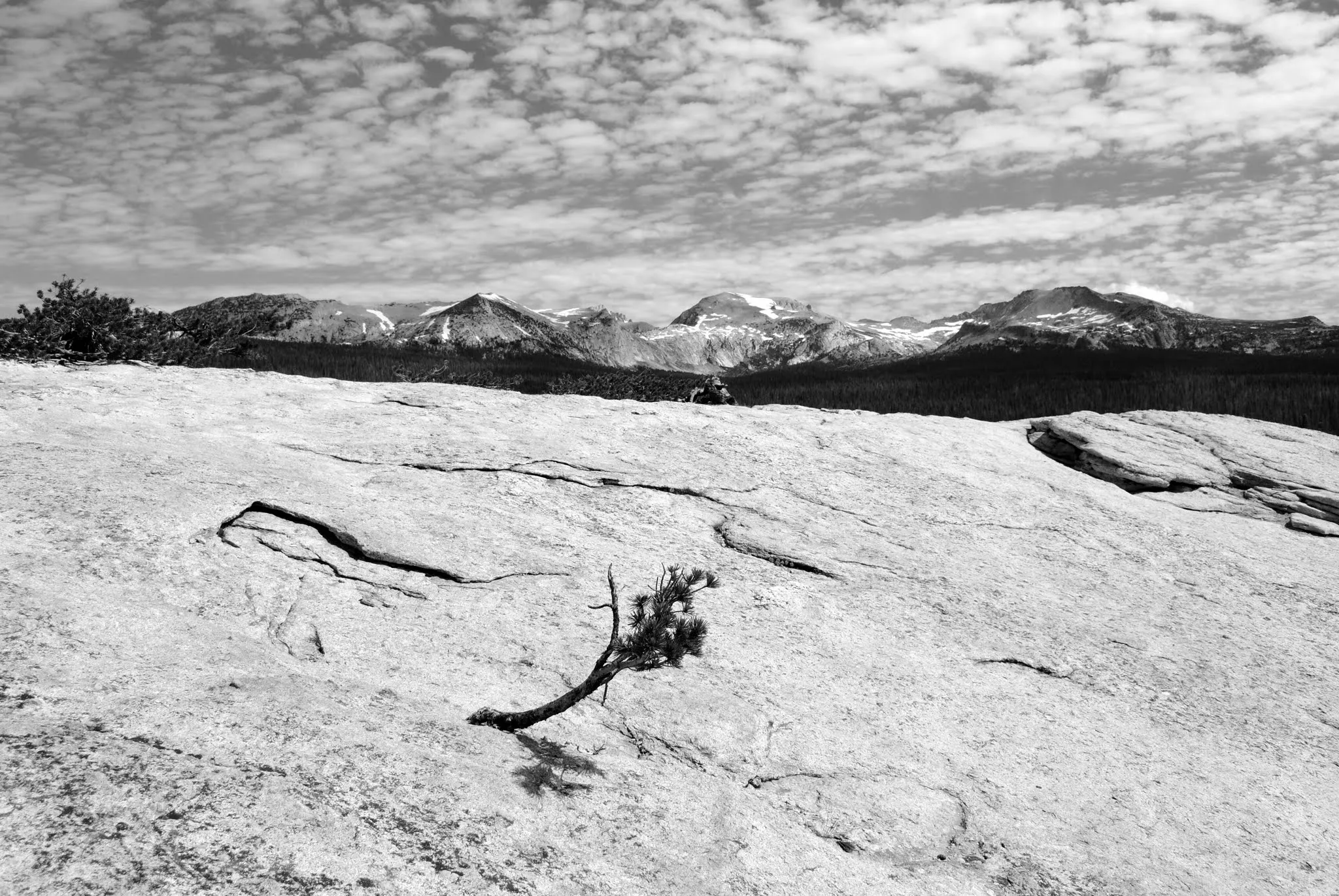 A small tree on top of Lembert Dome is in focus. Mountains in the distance.