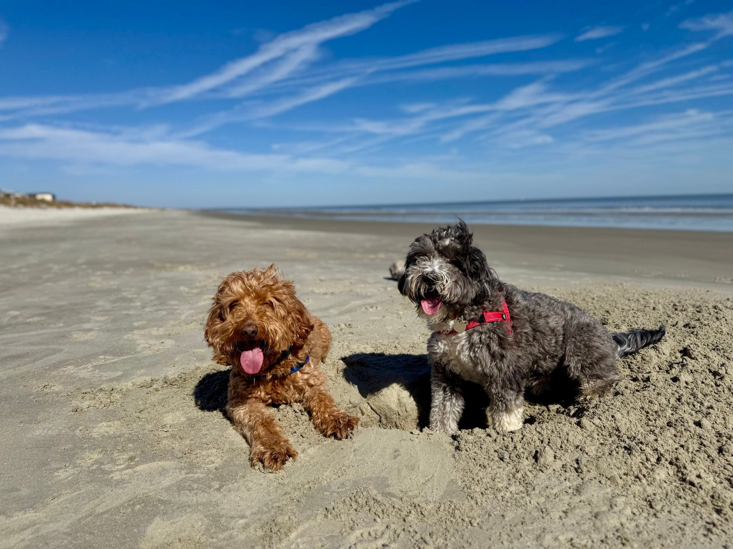 Remi, a brown doodle, and Otto, a black and gray dog, sitting on a sandy beach under a blue sky.